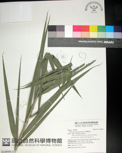 台灣海棗藏品圖，第1張