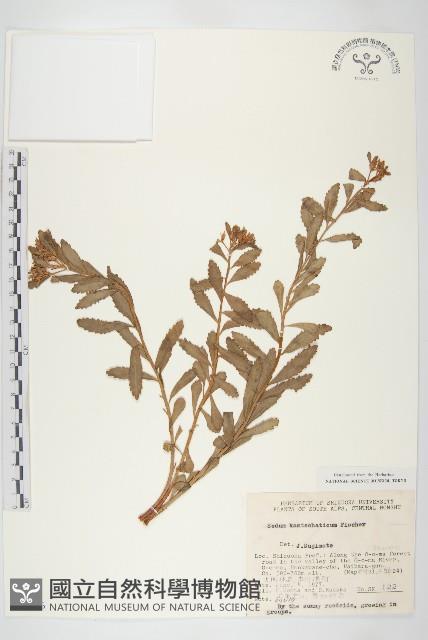 堪察加費菜藏品圖，第1張