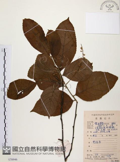 天料木藏品圖，第1張