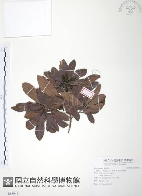 楊梅藏品圖，第1張