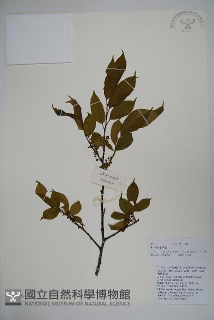 毛梗細果冬青藏品圖，第1張