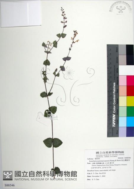 南台灣黃芩藏品圖，第1張