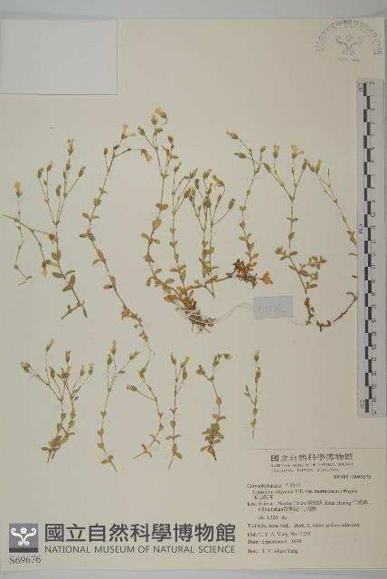 玉山卷耳藏品圖，第1張