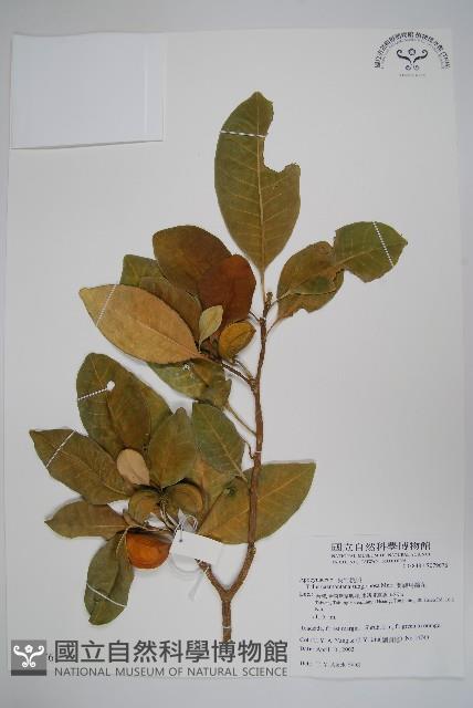 蘭嶼馬蹄花藏品圖，第1張