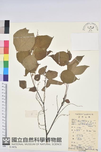 紅背山麻桿藏品圖，第1張