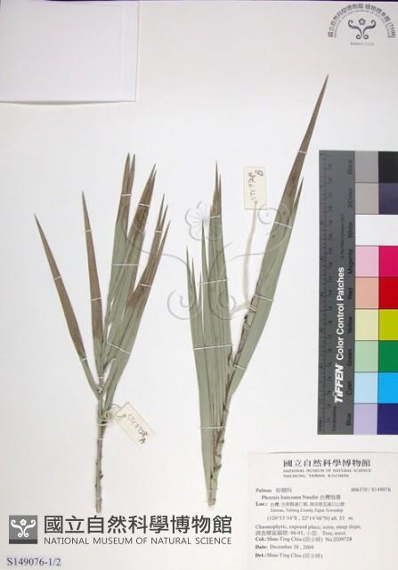 台灣海棗藏品圖，第1張