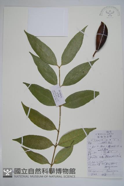 川山橙藏品圖，第1張