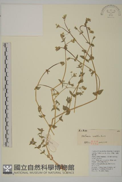 疏花繁縷藏品圖，第1張