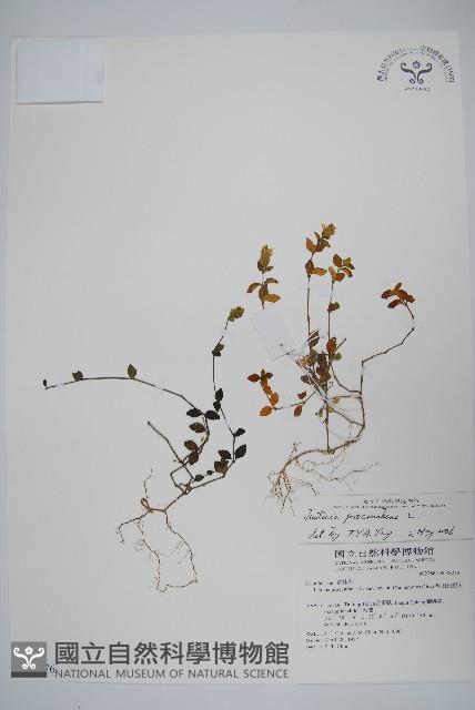Rat-tail willow Collection Image, Figure 1, Total 2 Figures