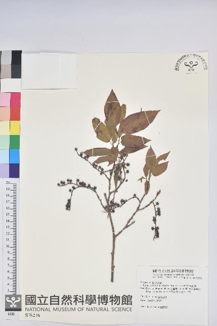 南燭藏品圖，第1張