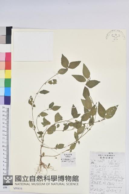 鐵莧菜藏品圖，第1張