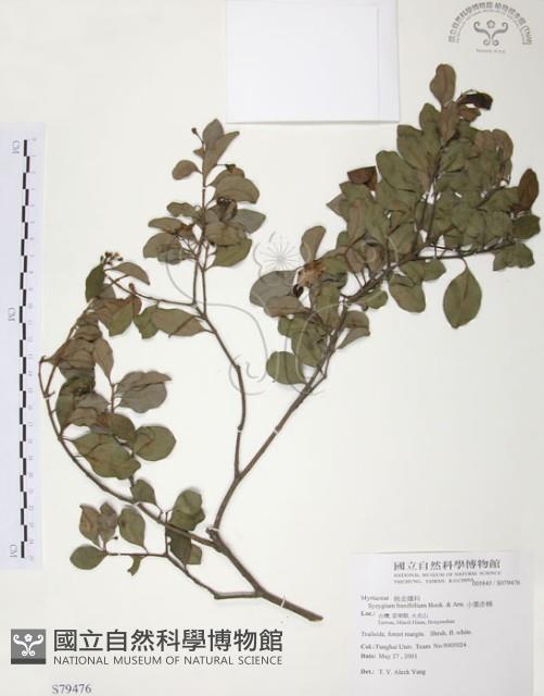 小葉赤楠藏品圖，第1張