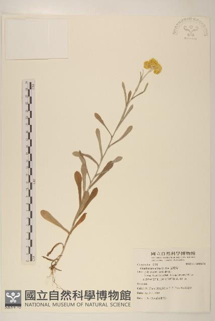 鼠麴草藏品圖，第1張