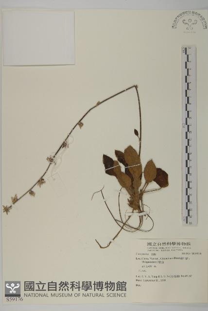 登錄號:S059176藏品圖，第1張