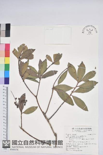 臺灣馬醉木藏品圖，第1張