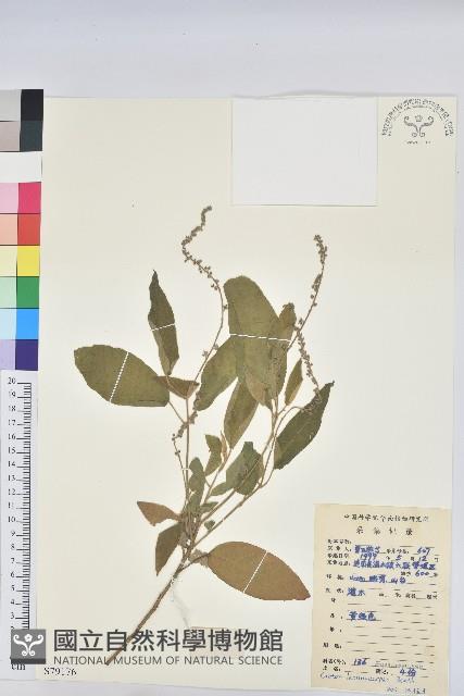 毛果巴豆藏品圖，第1張