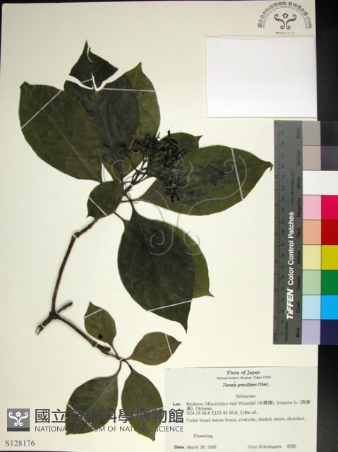薄葉玉心花藏品圖，第1張