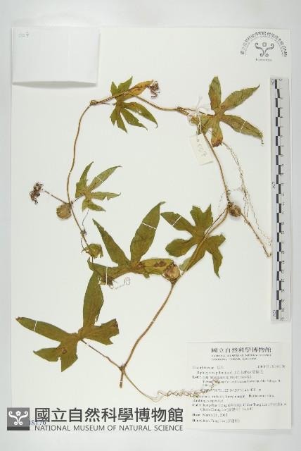 雙輪瓜藏品圖，第1張