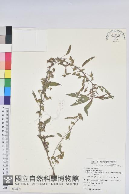 鐵莧菜藏品圖，第1張