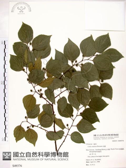 朴樹藏品圖，第1張