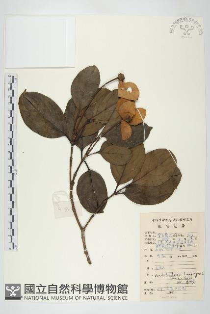 香港四照花藏品圖，第1張