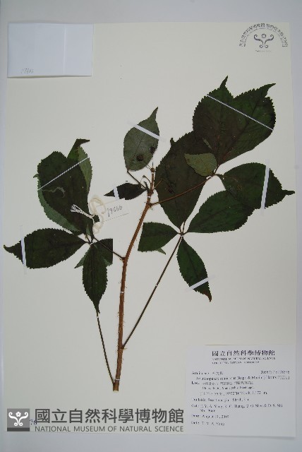 刺五加藏品圖，第1張