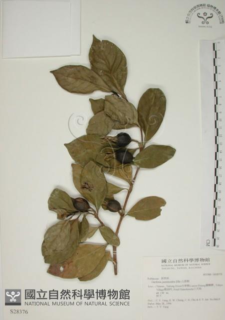 山黃梔藏品圖，第1張