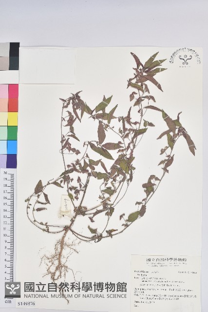 登錄號:S149876藏品圖，第1張