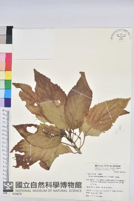 假鐵莧藏品圖，第1張