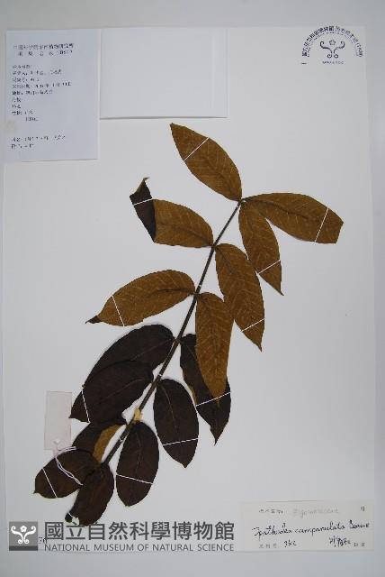 火燄木藏品圖，第1張