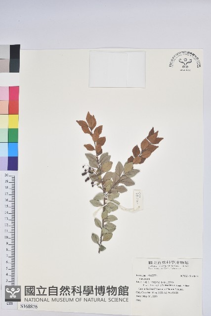 登錄號:S168876藏品圖，第1張