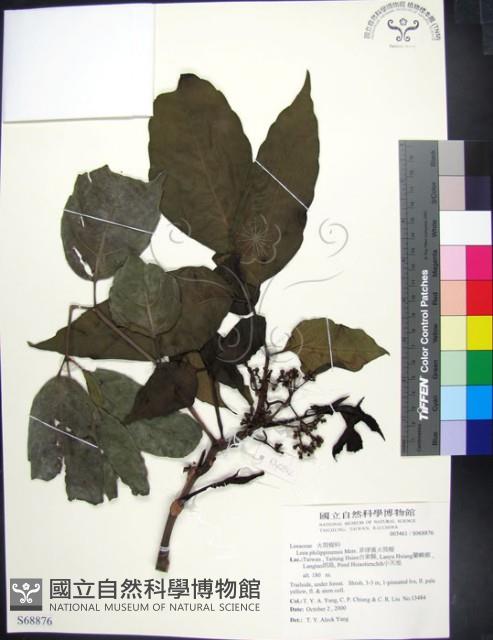 菲律賓火筒樹藏品圖，第1張