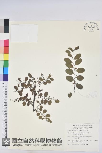 多花油柑、白仔藏品圖，第1張