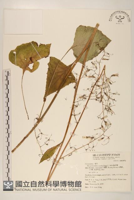 山苦藚、假福王草藏品圖，第1張