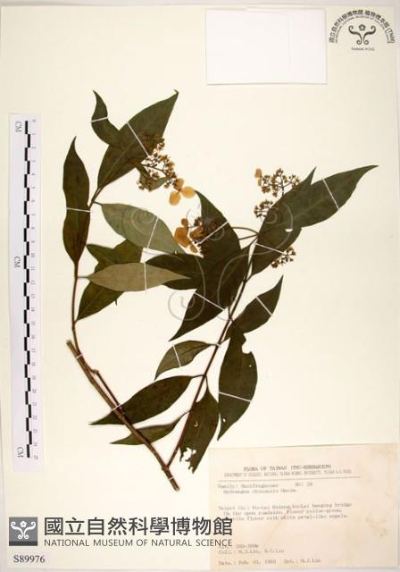 華八仙藏品圖，第1張