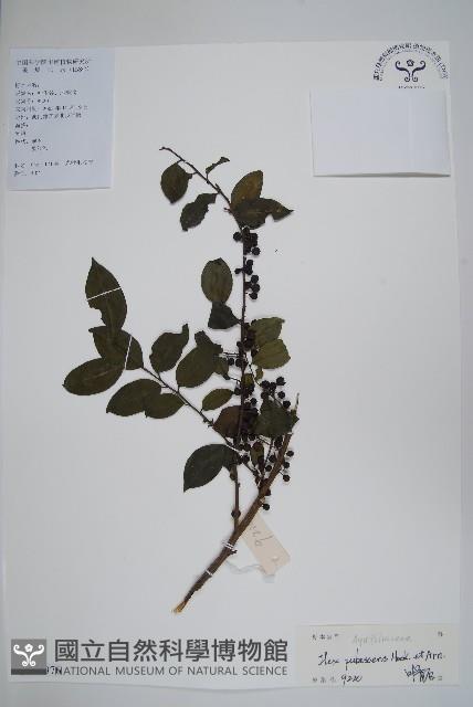 密毛假黃楊藏品圖，第1張