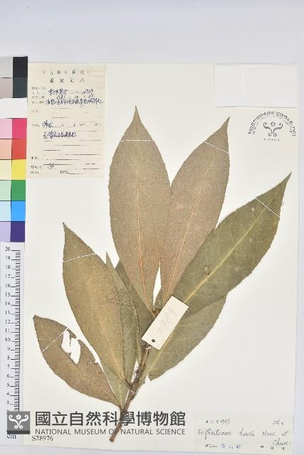 登錄號:S028976藏品圖，第1張