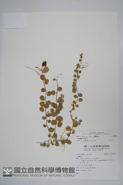 普刺特草藏品圖，第1張