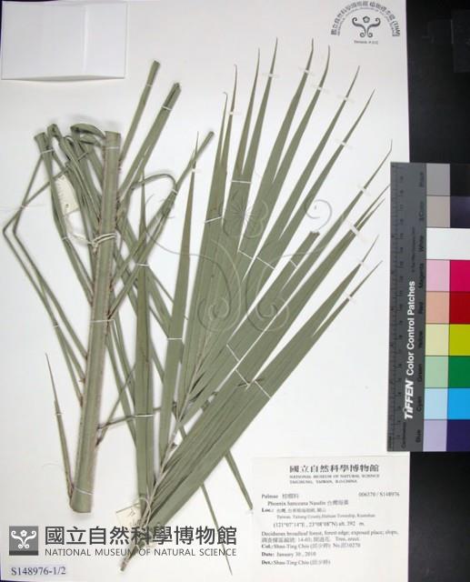 台灣海棗藏品圖，第1張