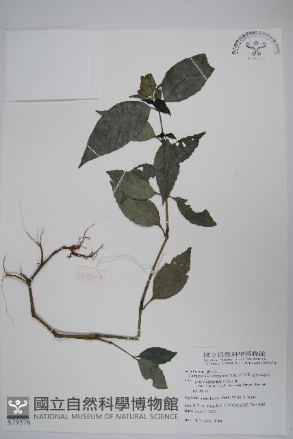 直立半插花藏品圖，第1張