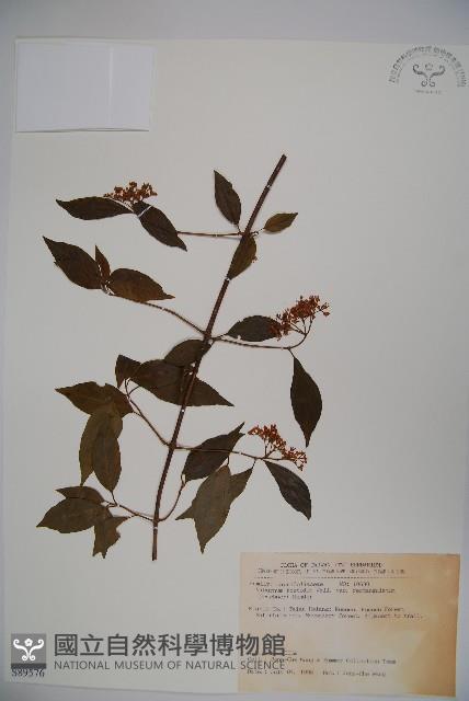 狹葉莢迷藏品圖，第1張