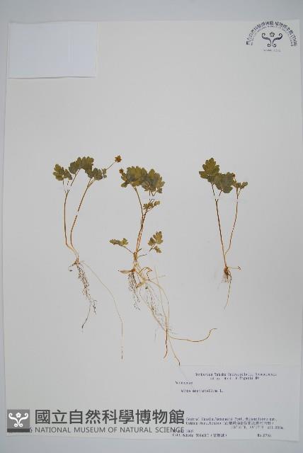 Accession Number:S058576 Collection Image, Figure 1, Total 2 Figures