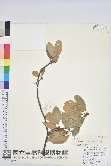 黃毛青岡藏品圖，第1張