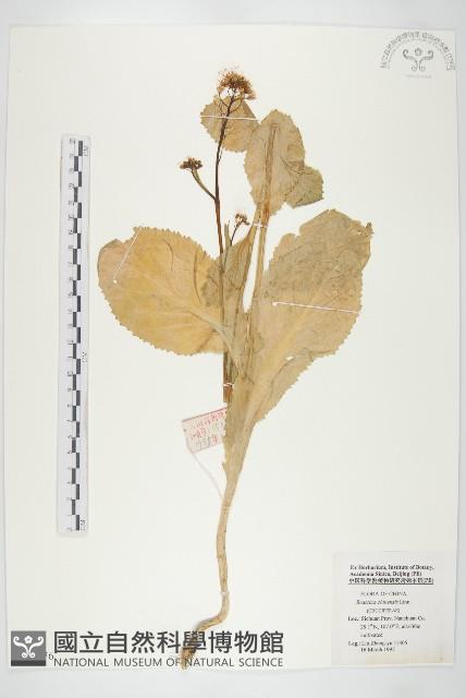 Pickled cabbage Collection Image, Figure 1, Total 2 Figures