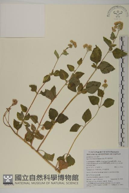 紫花霍香薊藏品圖，第1張