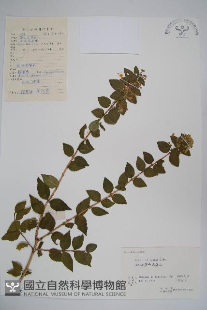 臺灣糯米條藏品圖，第1張