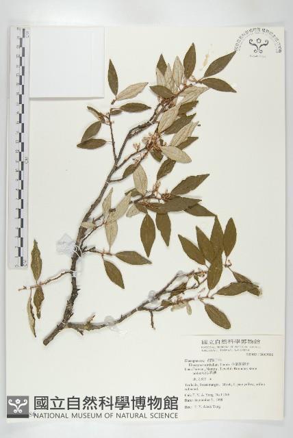 小葉胡頹子藏品圖，第1張