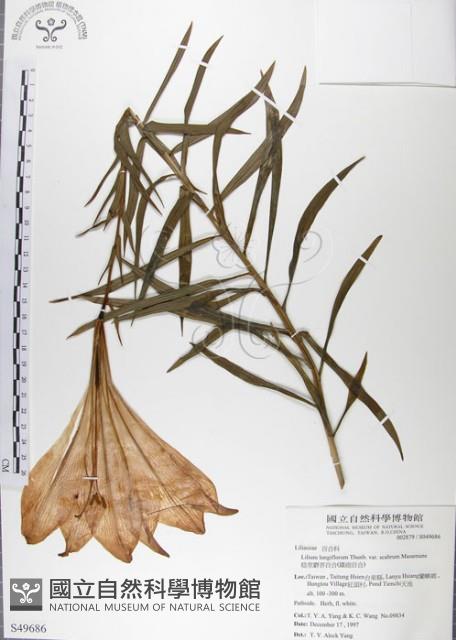 粗莖麝香百合、糙莖麝香百合、鐵炮百合藏品圖，第1張