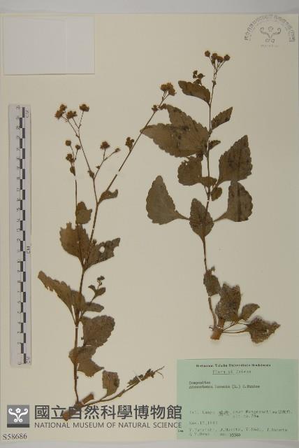 下田菊藏品圖，第1張