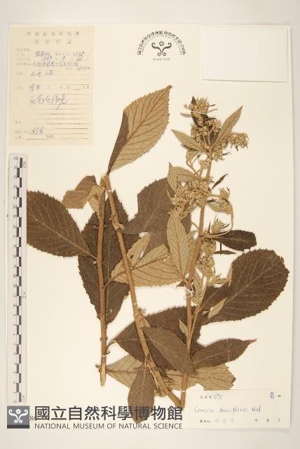 Accession Number:S038686 Collection Image, Figure 1, Total 3 Figures